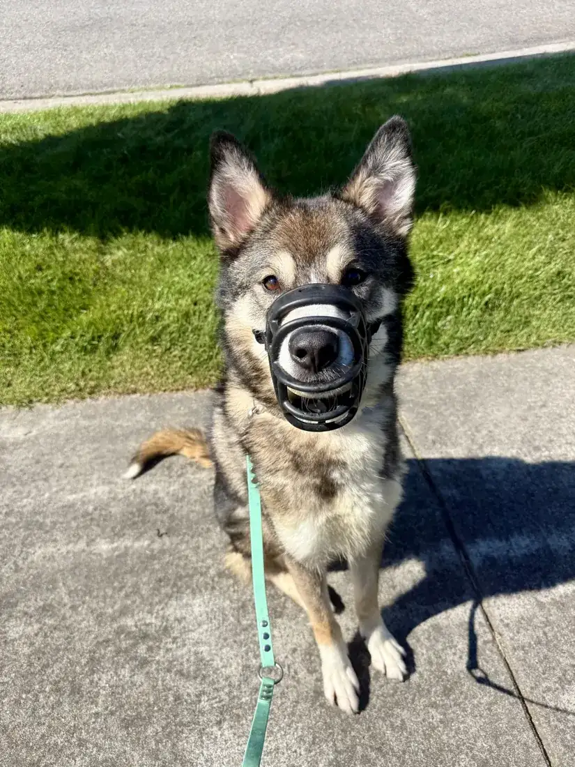 Aggressive Dog Training in Spokane WA